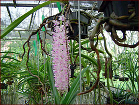 Rhynchostylis retusa