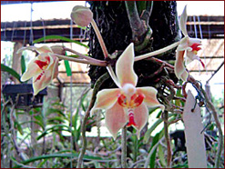 Paraphalaenopsis Sunny. 