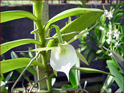Angraecum eichlerianum. 