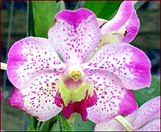 Aeridovanda Harrison Luke. 