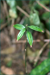 PHOTO / FOTO: SERGIO ARAUJO