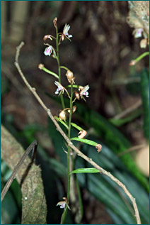 PHOTO / FOTO: SERGIO ARAUJO
