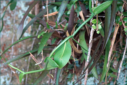 PHOTO / FOTO: SERGIO ARAUJO