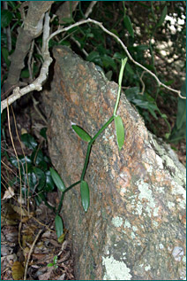 PHOTO / FOTO: SERGIO ARAUJO