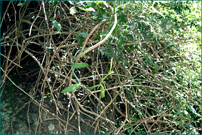 PHOTO / FOTO: SERGIO ARAUJO