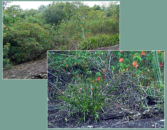 PHOTO / FOTO: SERGIO ARAUJO