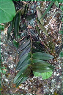 PHOTO / FOTO: SERGIO ARAUJO