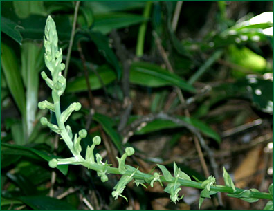 PHOTO / FOTO: SERGIO ARAUJO