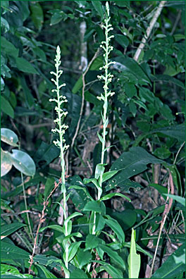 PHOTO / FOTO: SERGIO ARAUJO