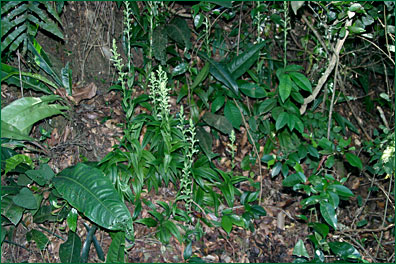 PHOTO / FOTO: SERGIO ARAUJO