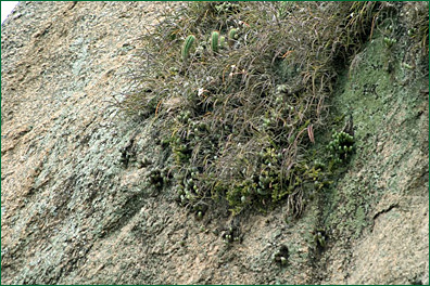 PHOTO / FOTO: SERGIO ARAUJO