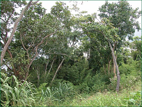 PHOTO / FOTO: SERGIO ARAUJO