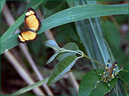 PHOTO / FOTO SERGIO ARAUJO