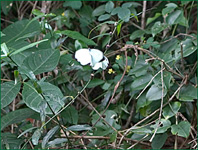 PHOTO / FOTO SERGIO ARAUJO