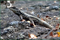 PHOTO / FOTO SERGIO ARAUJO