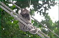 PHOTO / FOTO SERGIO ARAUJO