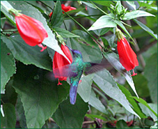 PHOTO / FOTO SERGIO ARAUJO