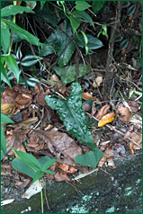 PHOTO / FOTO SERGIO ARAUJO