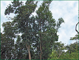 PHOTO / FOTO SERGIO ARAUJO