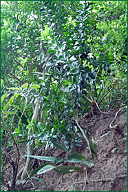 PHOTO / FOTO SERGIO ARAUJO