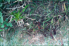 PHOTO / FOTO SERGIO ARAUJO