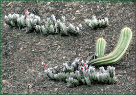 PHOTO / FOTO SERGIO ARAUJO