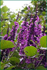 PHOTO / FOTO SERGIO ARAUJO