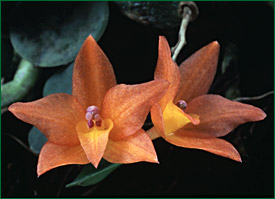 PHOTO / FOTO: SERGIO ARAUJO