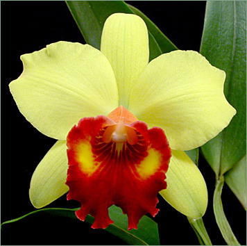 Foto/Photo: Sergio Araujo