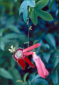 PHOTO / FOTO: PLÍNIO SENNA