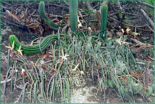 PHOTO / FOTO: PLÍNIO SENNA