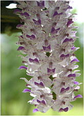 Rynchostylis retusa