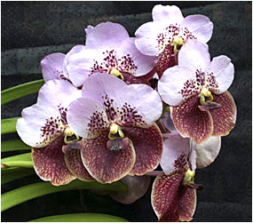 V. Claudia Pedrahita