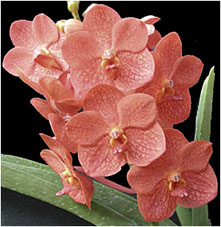 Ascda Doroth Bennett