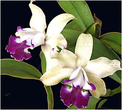 Blc Hawaiian Satifaction