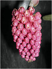 Robiquetia pantherina