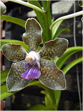 Vanda tesselata