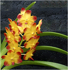 Ascda Ng Hee Deng " Fuchs Sunset"