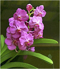 Ascda Yip Sun Wah  x   V. Gordon Dillon