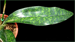 Foto/Photo: Jose Alberto Sena