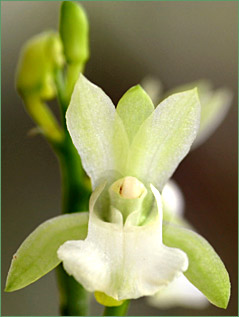 Foto/Photo: Jose Alberto Sena