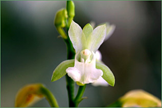 Foto/Photo: Jose Alberto Sena