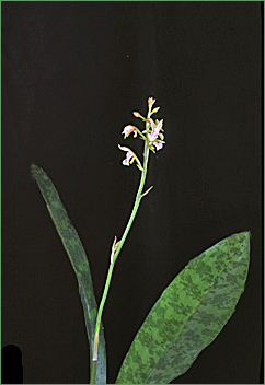 Foto/Photo: Jose Alberto Sena