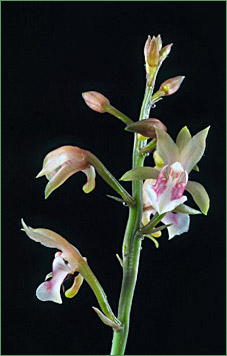 Foto:/Photo: Sergio Araujo