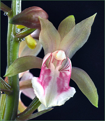 Foto:/Photo: Sergio Araujo