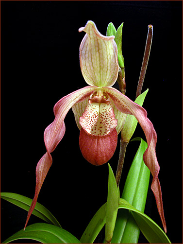 Foto/Photo: Sergio Araujo