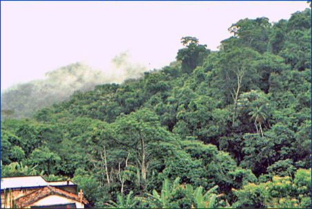 Foto / Photo: R. C. Forzza