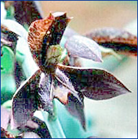 Foto / Photo: R. C. Forzza