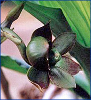 Foto / Photo: R. C. Forzza