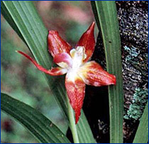 Foto / Photo: R. C. Forzza